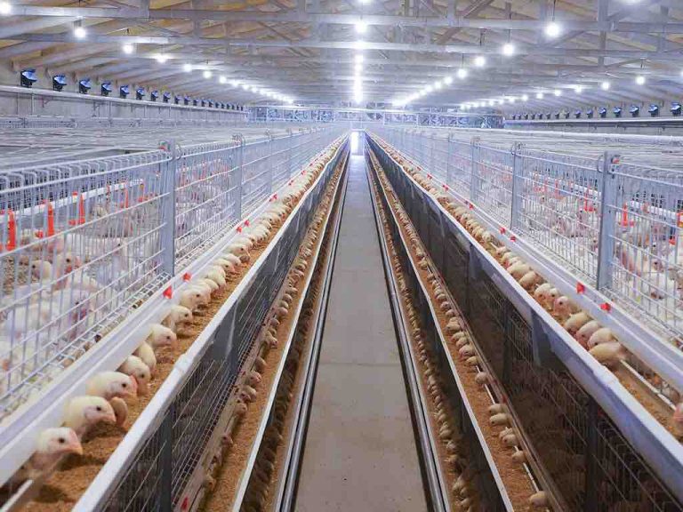Broiler Cage System KanabeFarm