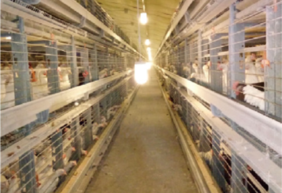 Layer Cage