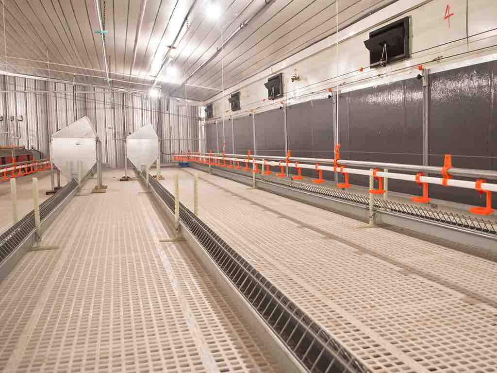 Breeder Chain Feeding System