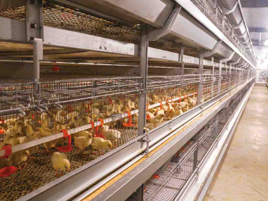 Pullet Cage