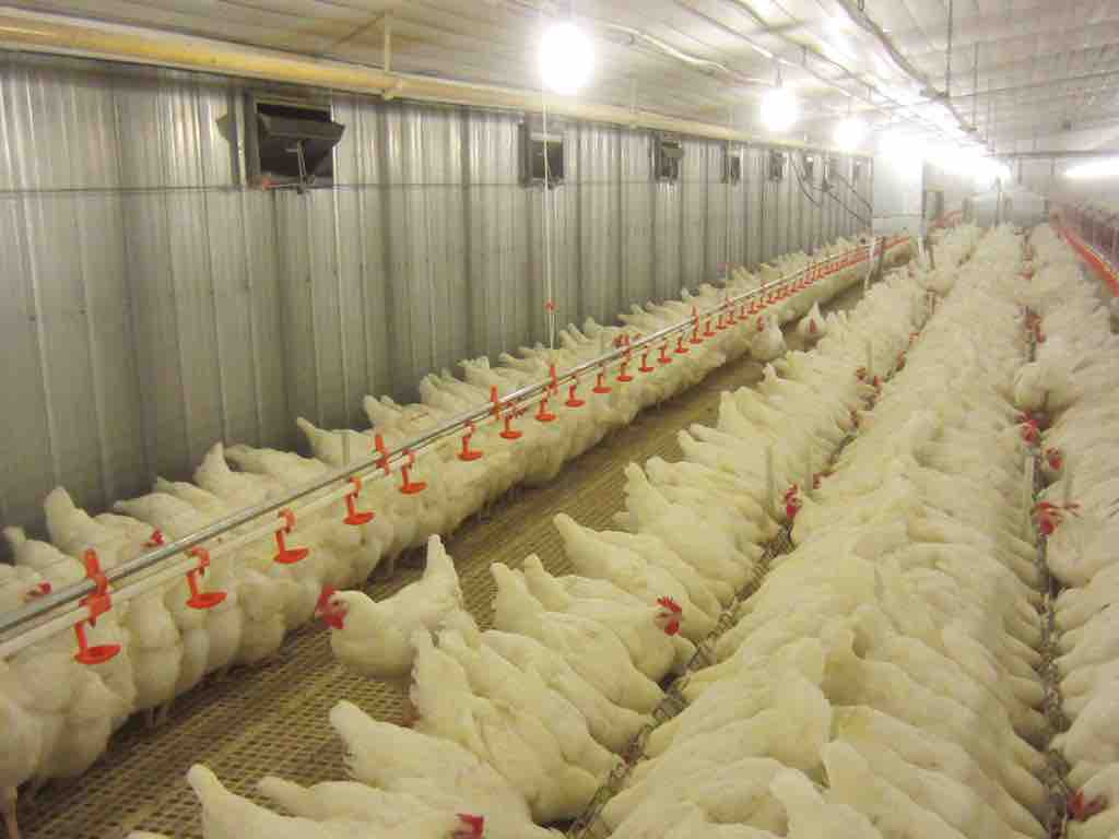 Breeder Chain Feeding System