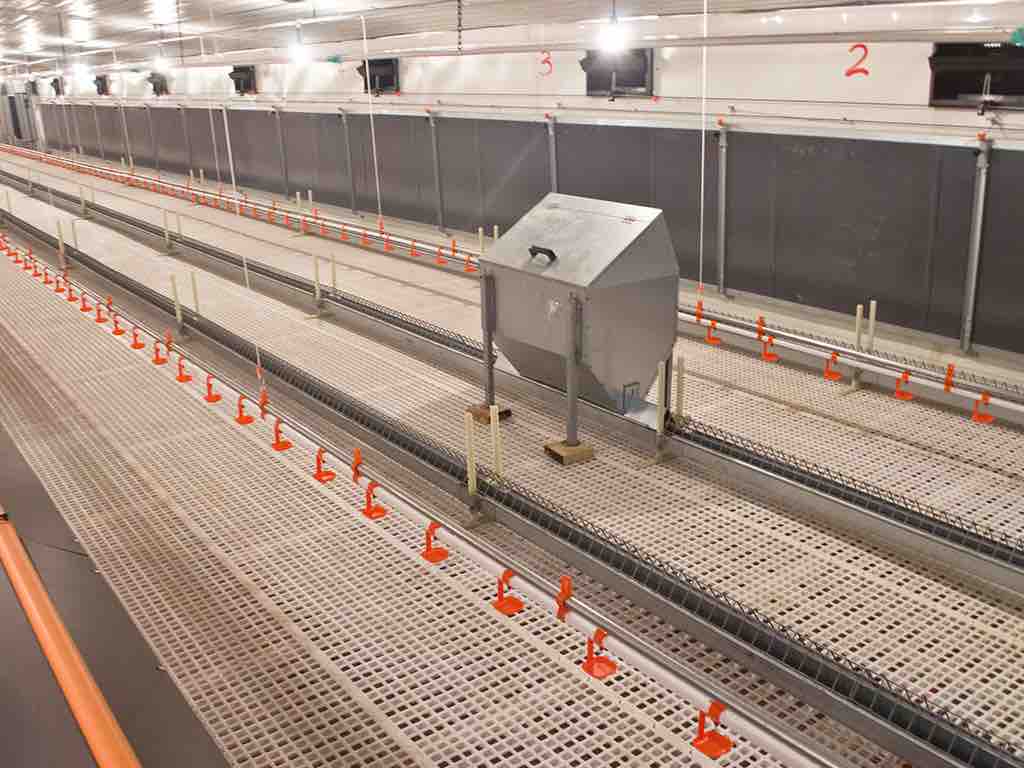 Breeder Chain Feeding System
