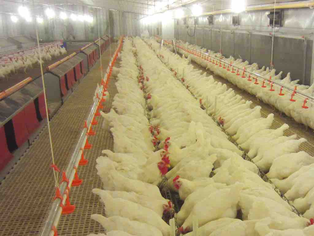 Breeder Chain Feeding System