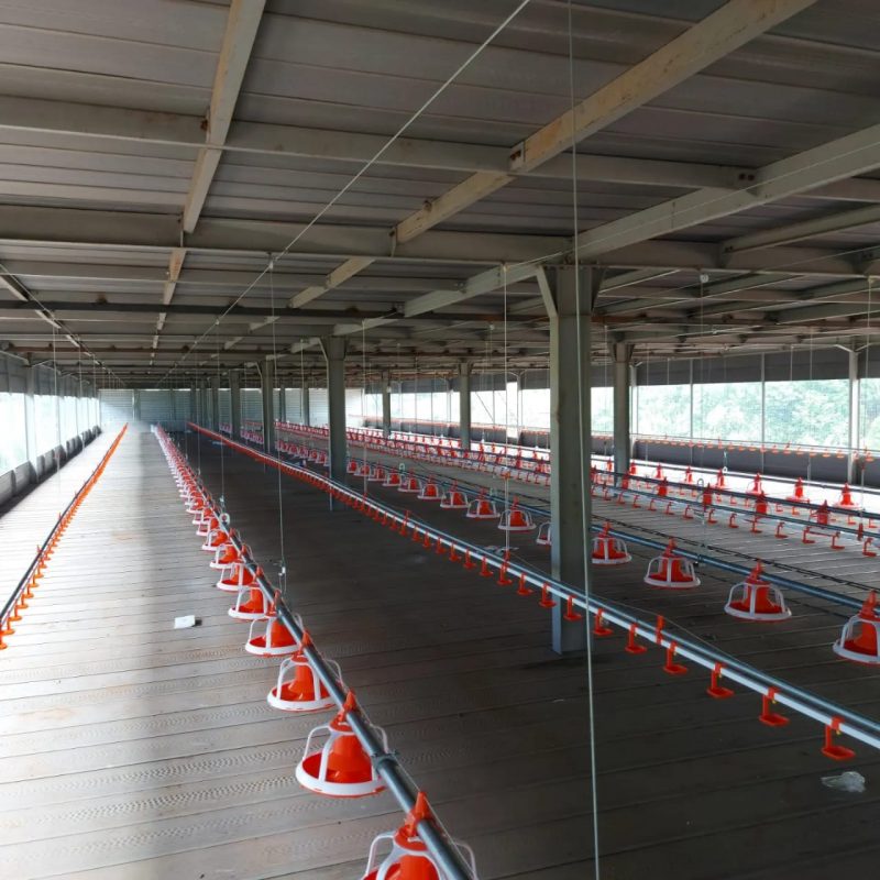 Kandang Closed House Big Herdsman Subang - Lantai2