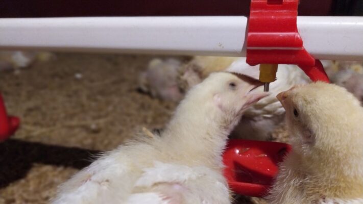agar ayam cepat besar dan tinggi
