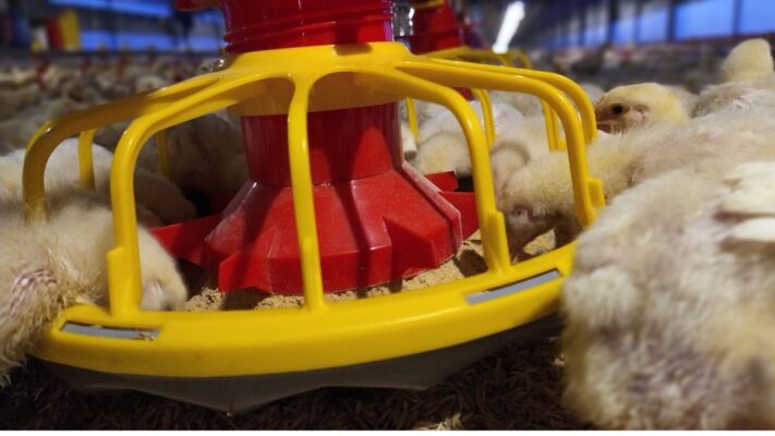 agar ayam cepat besar dan tinggi