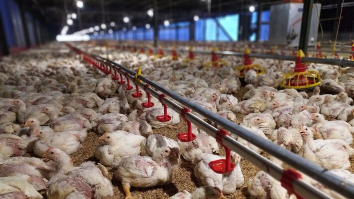 alat ternak ayam otomatis