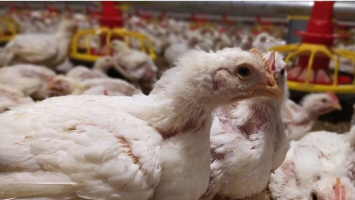 alat ternak ayam otomatis