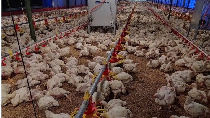 alat ternak ayam kandang close house petelur broiler