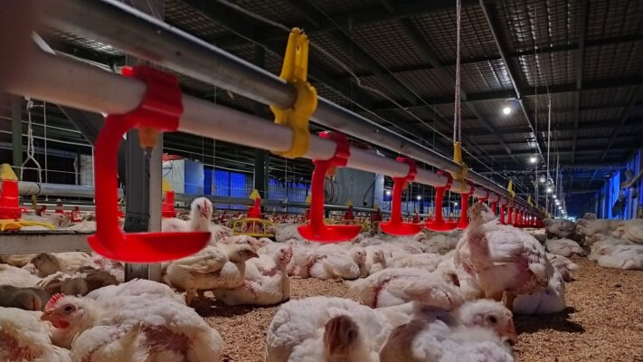 alat ternak ayam kandang close house petelur broiler