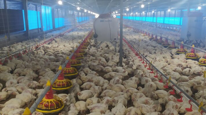 pullet adalah