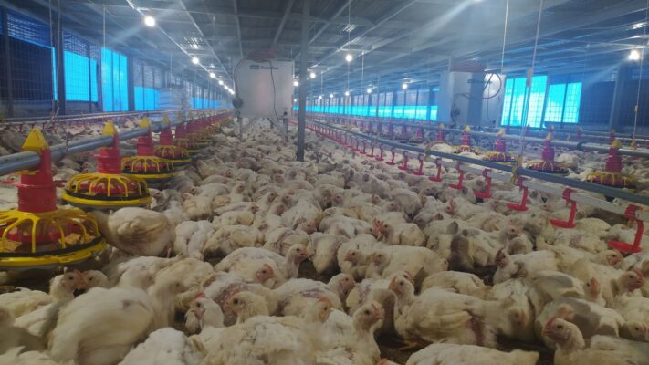 pullet adalah