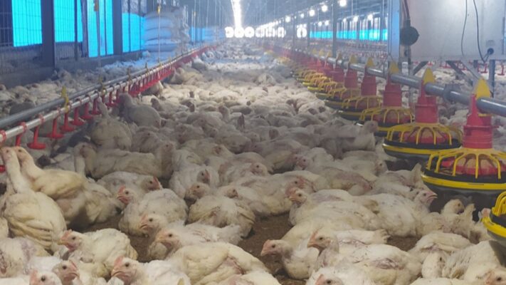 Breeding Ayam
