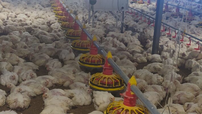 Breeding Ayam