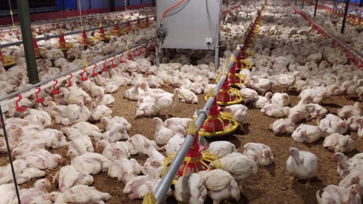 Broiler Adalah