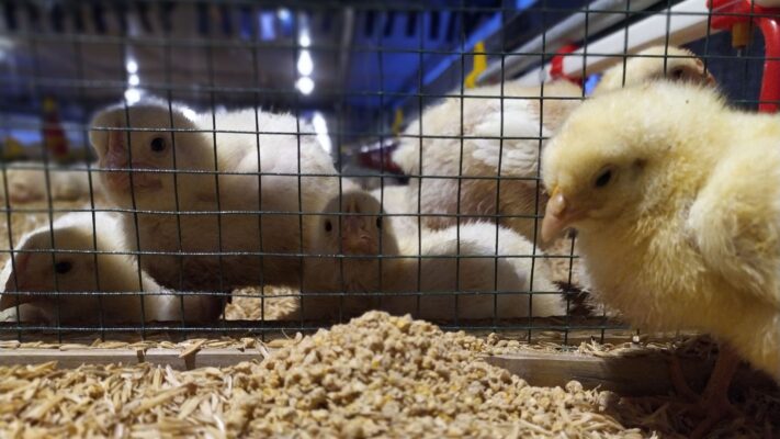 Broiler Adalah