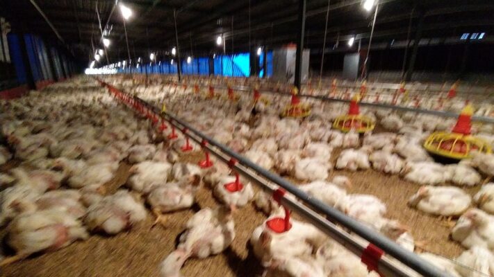 distributor peralatan ternak ayam