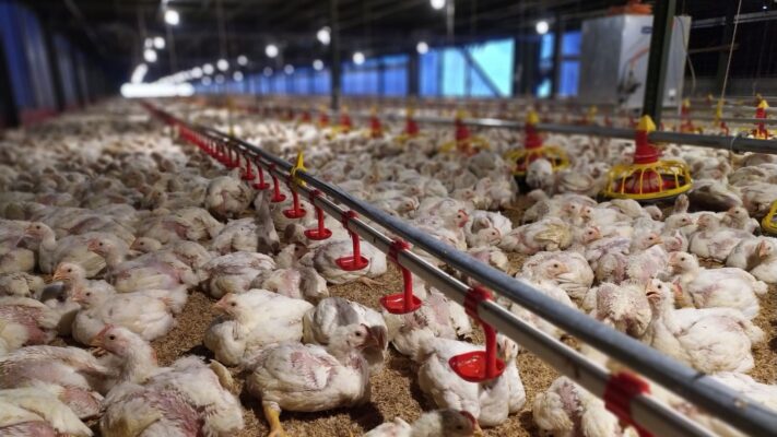distributor peralatan ternak ayam