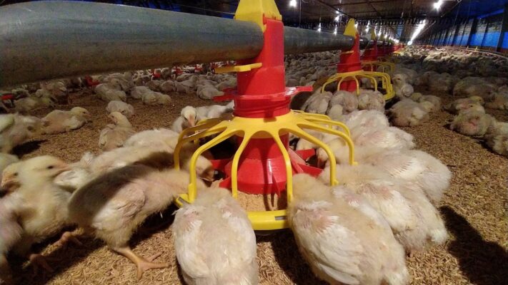 feed additive