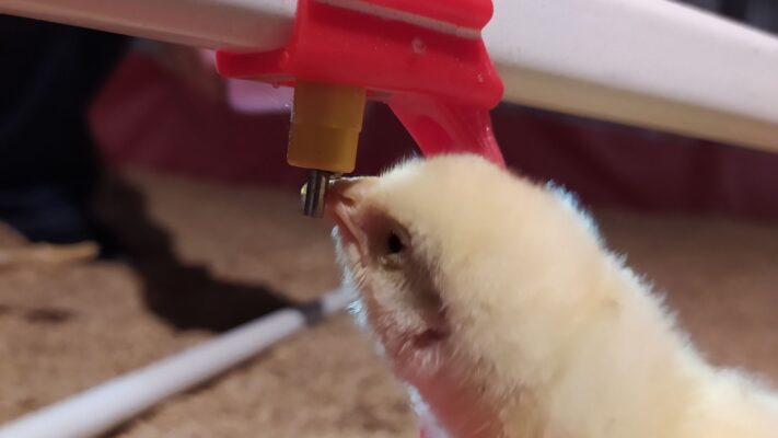 feed intake