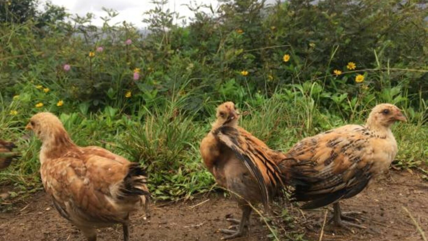 gumboro pada ayam