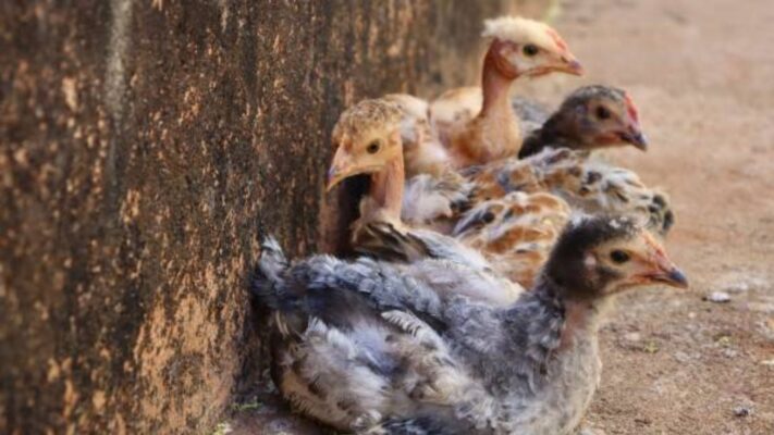 gumboro pada ayam