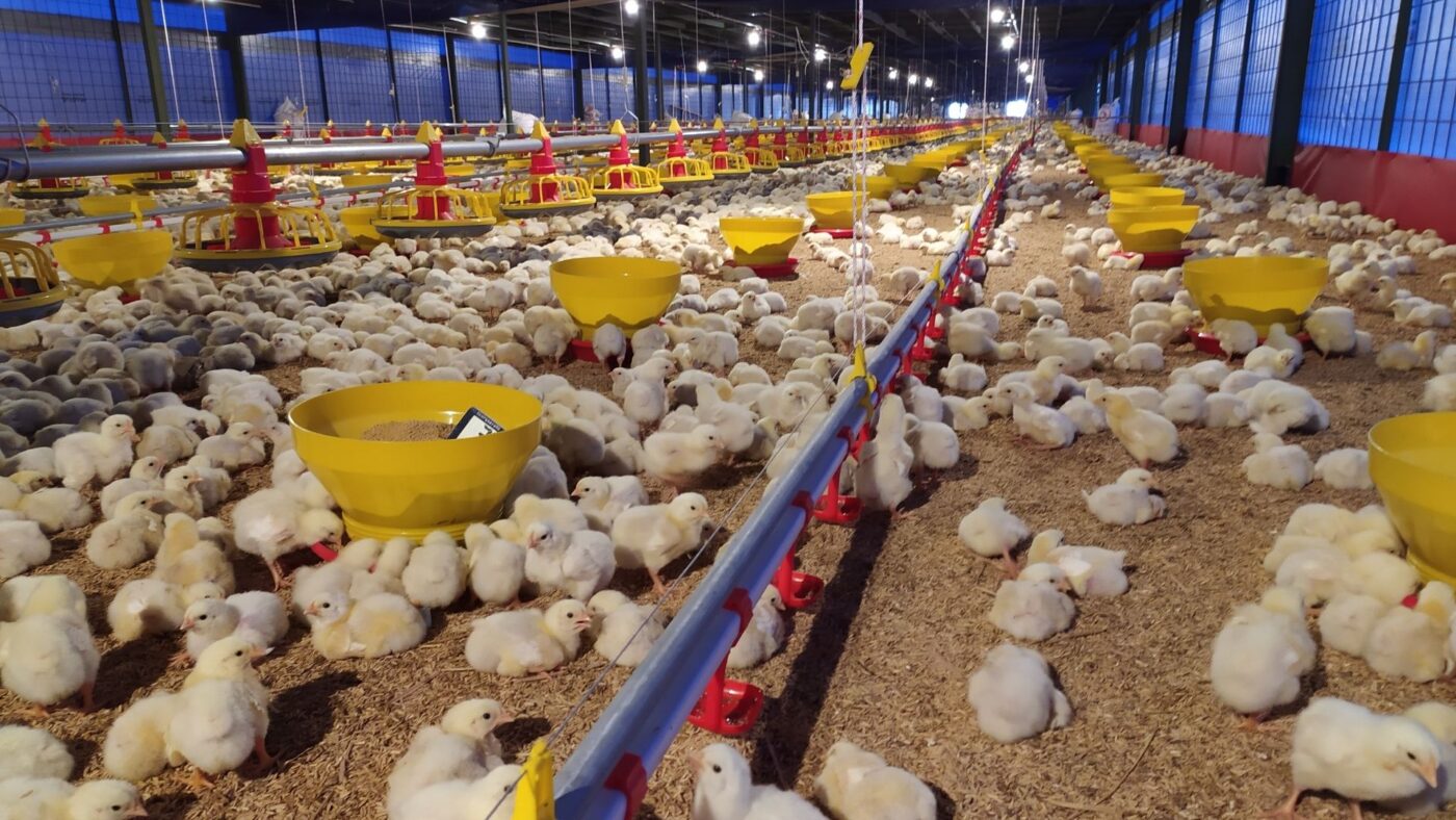 kandang ayam broiler