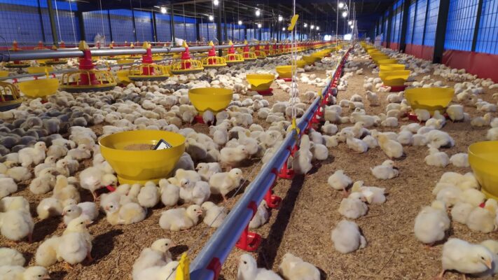 kandang ayam broiler