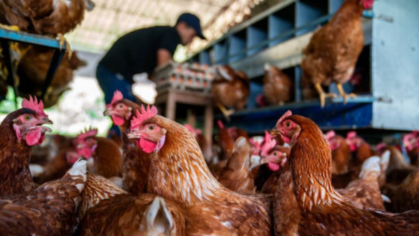 kandang ayam broiler