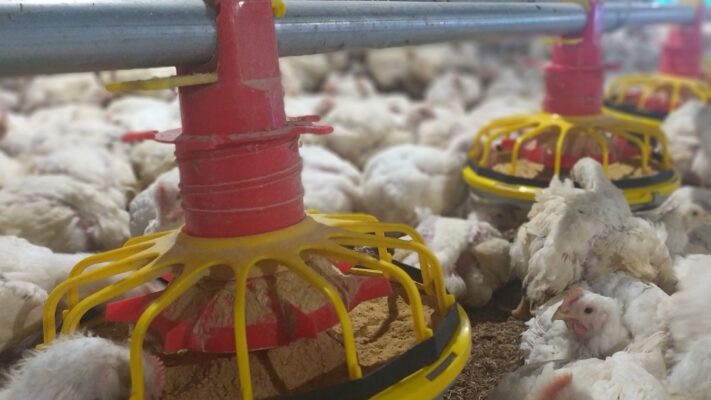 Kandang Ayam Broiler Close House