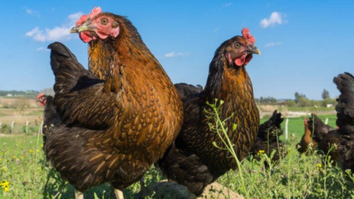kandang ayam kampung modern
