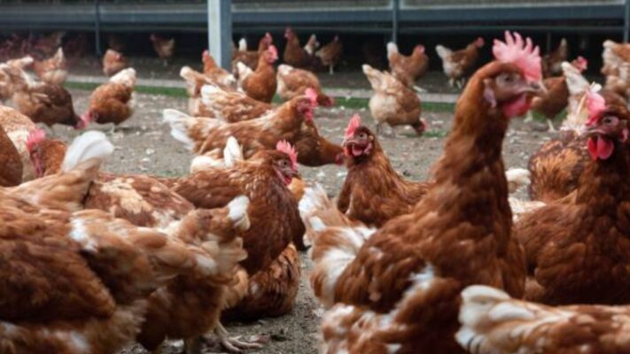 kandang ayam kampung modern