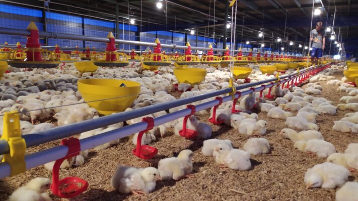 kandang ayam modern