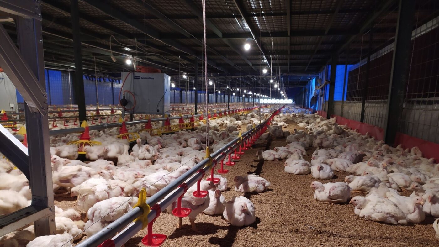 kandang ayam petelur modern