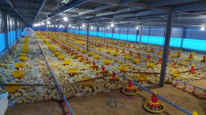 kandang ayam petelur modern