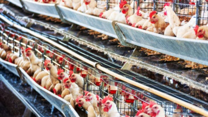 kandang ayam petelur rumahan