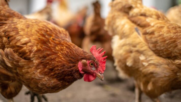 kandang ayam petelur rumahan