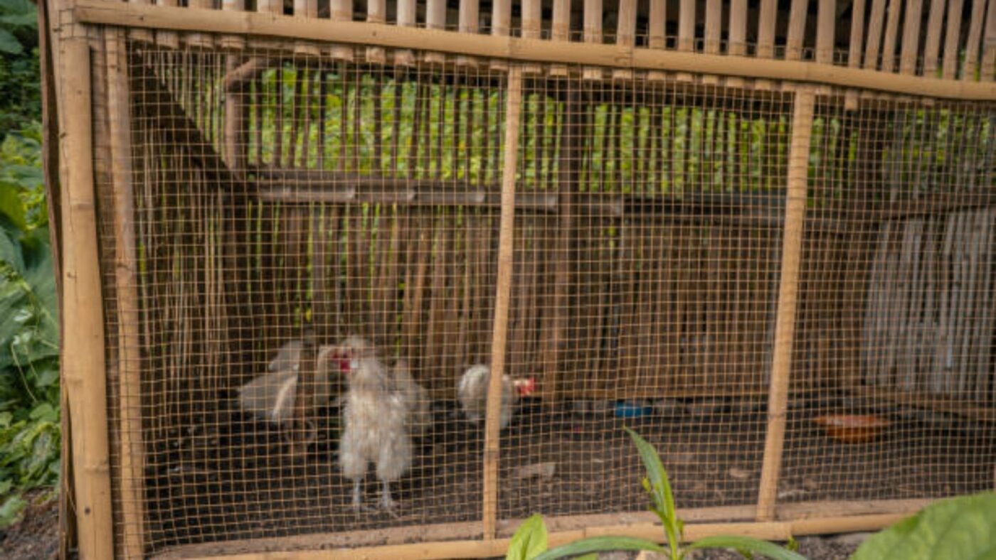 kandang ayam umbaran