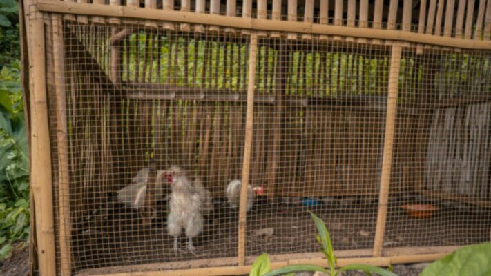 kandang ayam umbaran