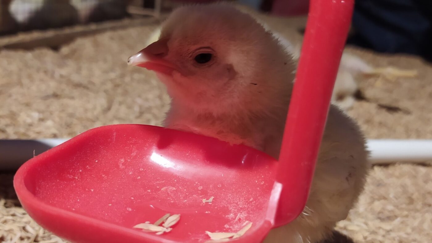 kemitraan ayam broiler