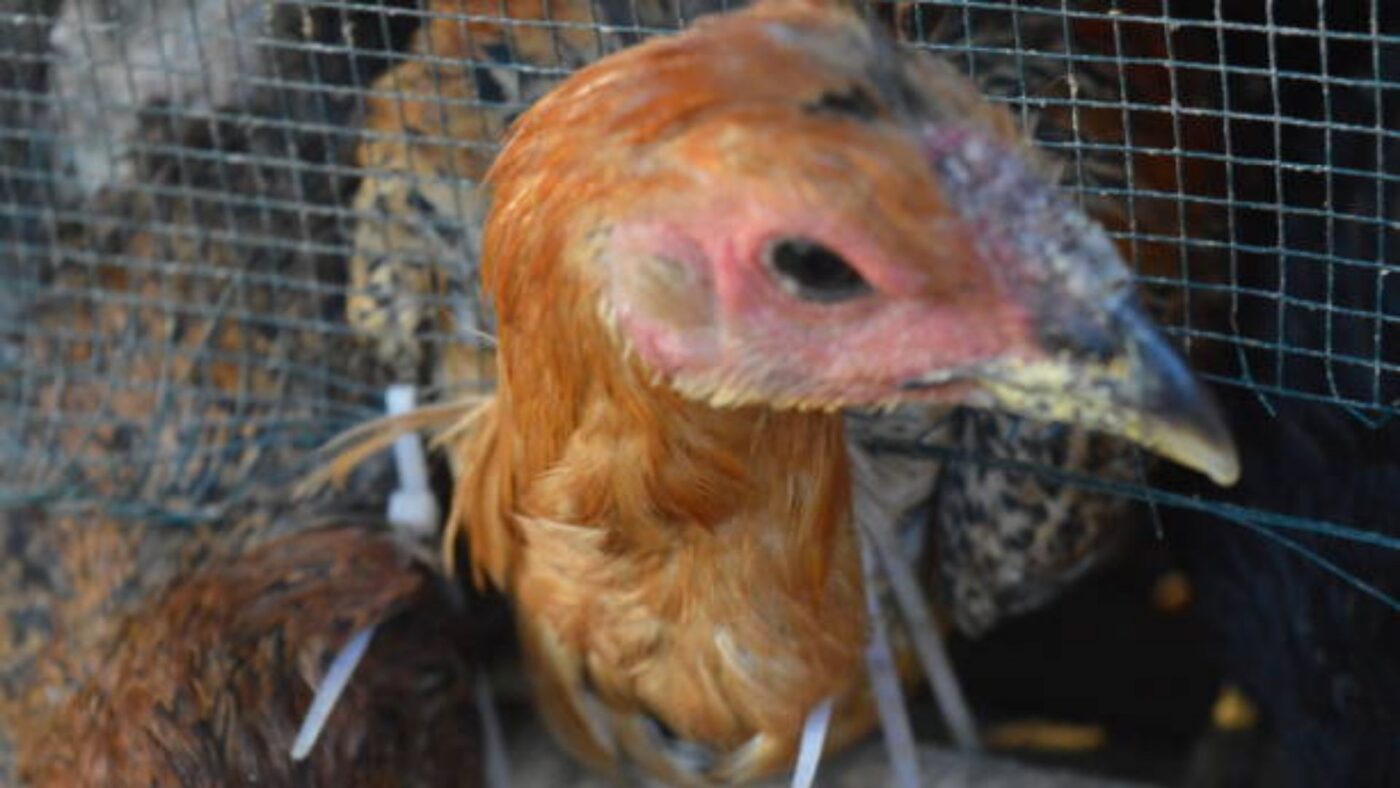 koksidiosis