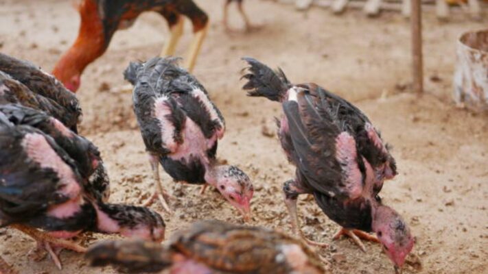 koksidiosis