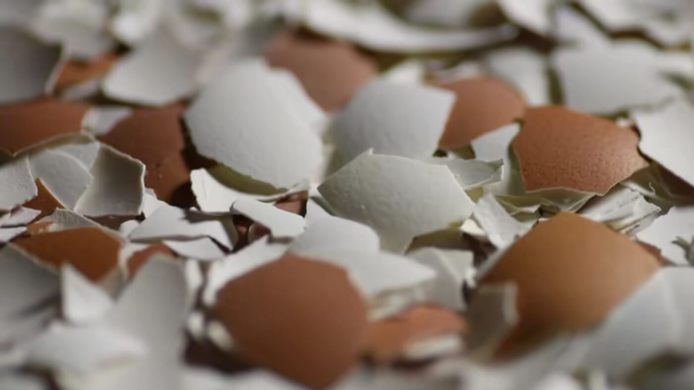 Manfaat Cangkang Telur untuk Ayam