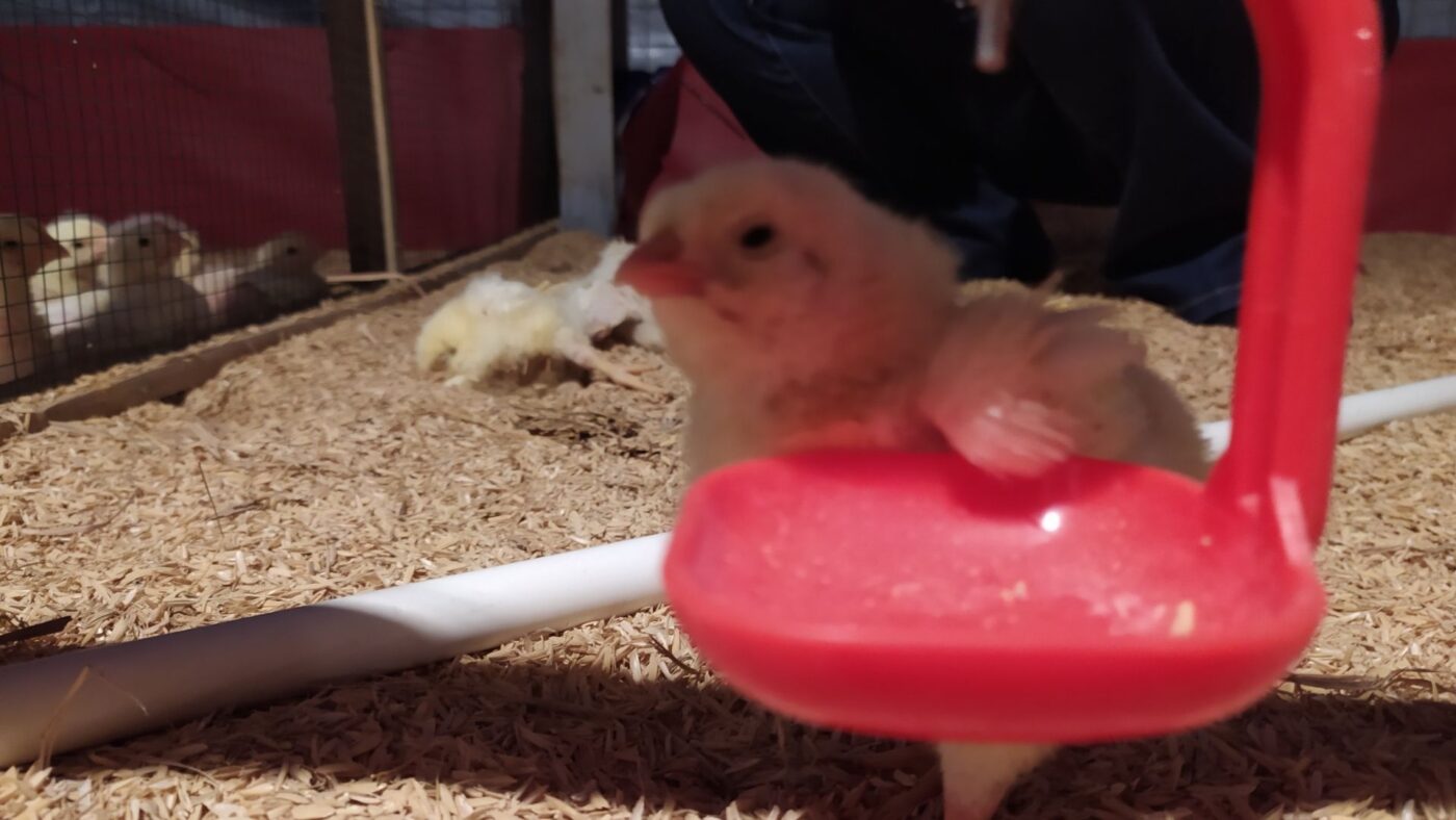 pabrik pakan ayam