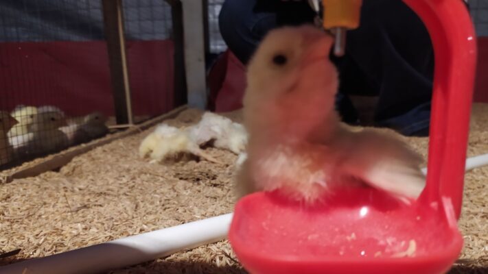 pabrik pakan ayam