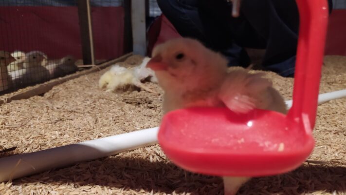 pabrik pakan ayam