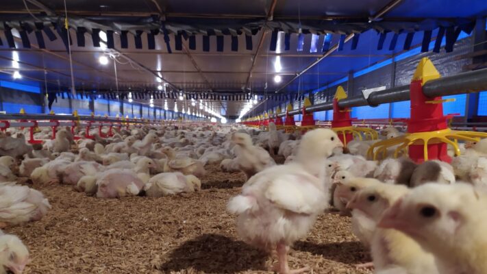 pemanenan ayam broiler