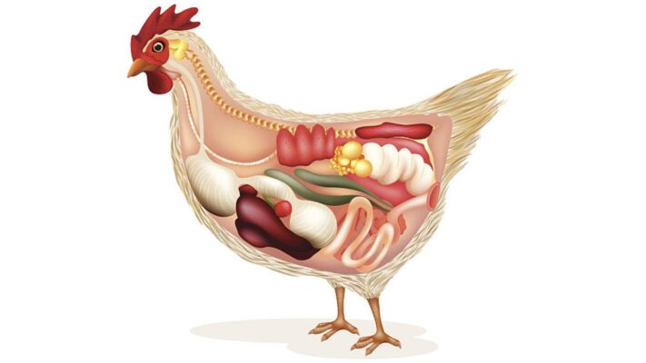 Pencernaan Ayam