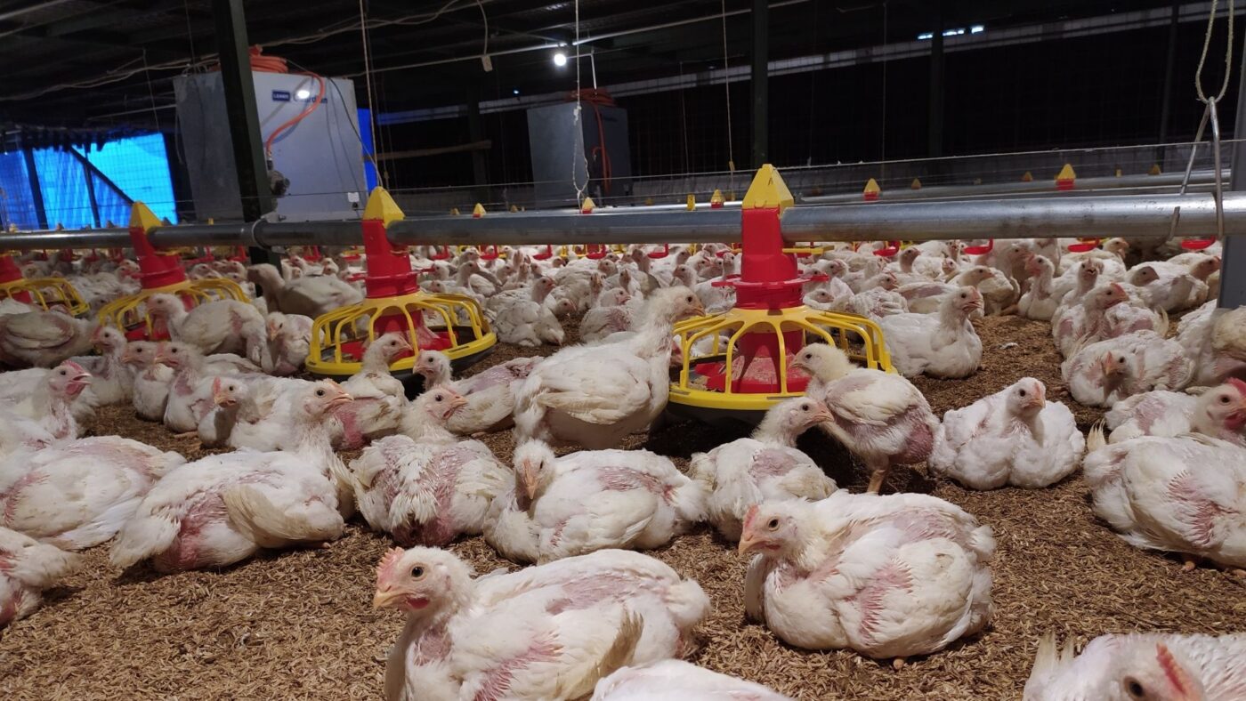 peralatan ternak ayam