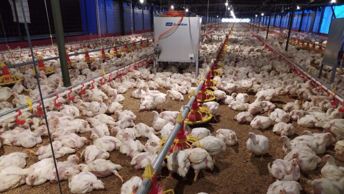 peralatan ternak ayam